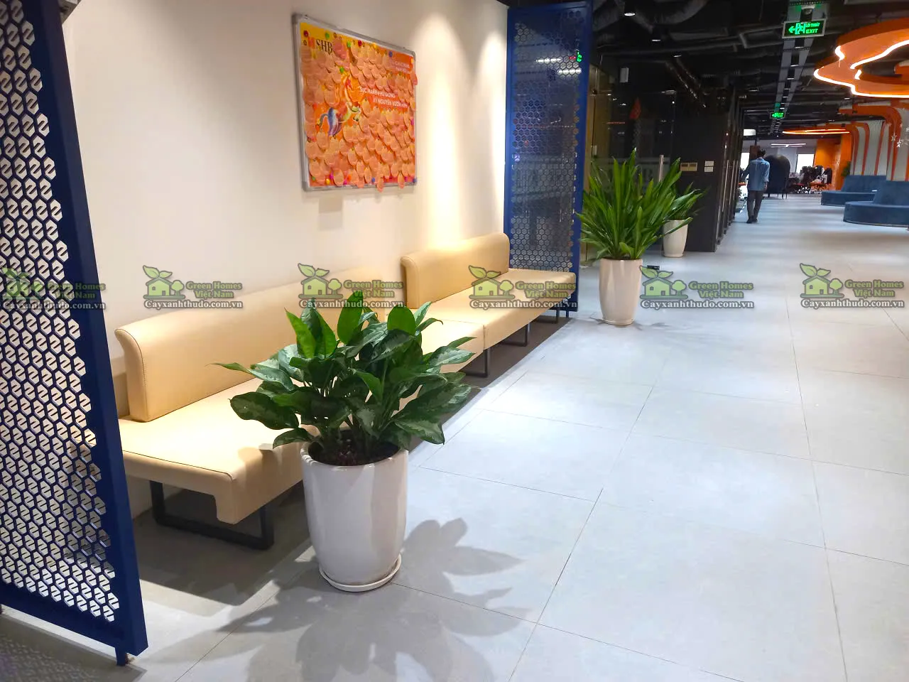 Cho thuê cây văn phòng Hà Nội _Green Homes 