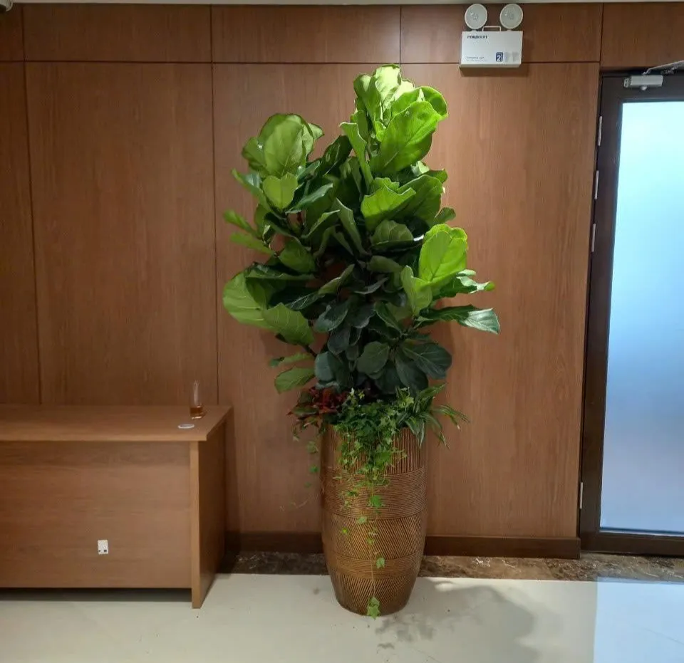 Cây bàng Singapore mang phong cách hiện đại