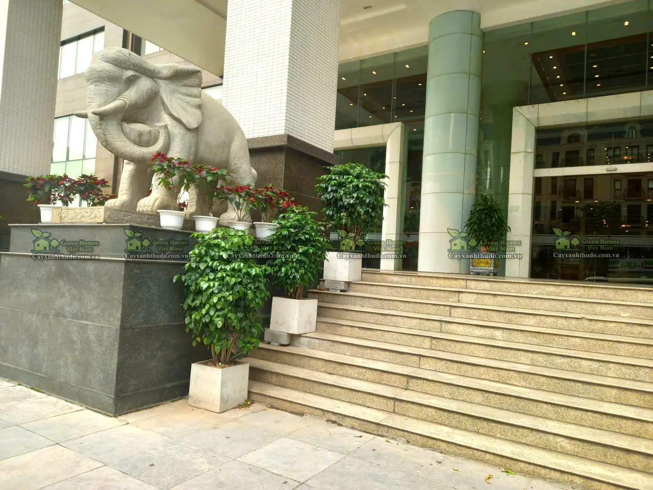 cho thuê cây xanh văn phòng _Green Homes