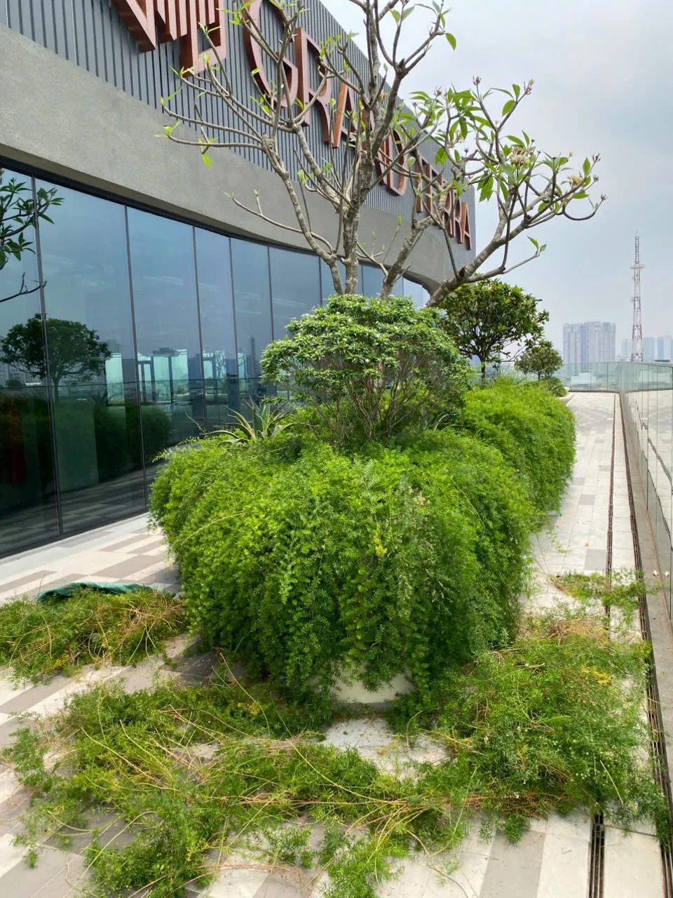 Cắt tỉa tạo dáng cho dịch vụ chăm sóc cây công trình _Green Homes