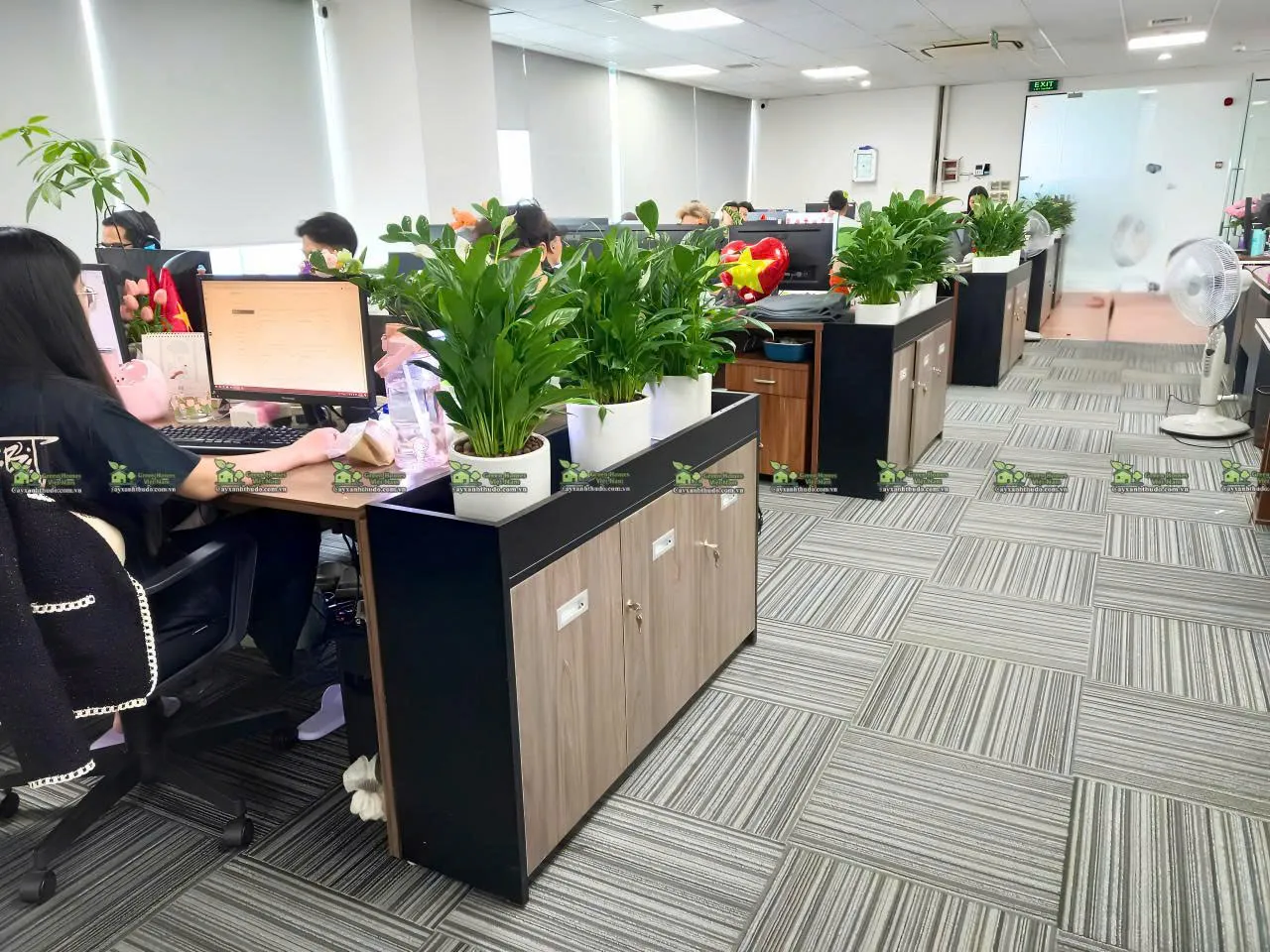 Cho thuê cây văn phòng tại Hà Nội _Green Homes
