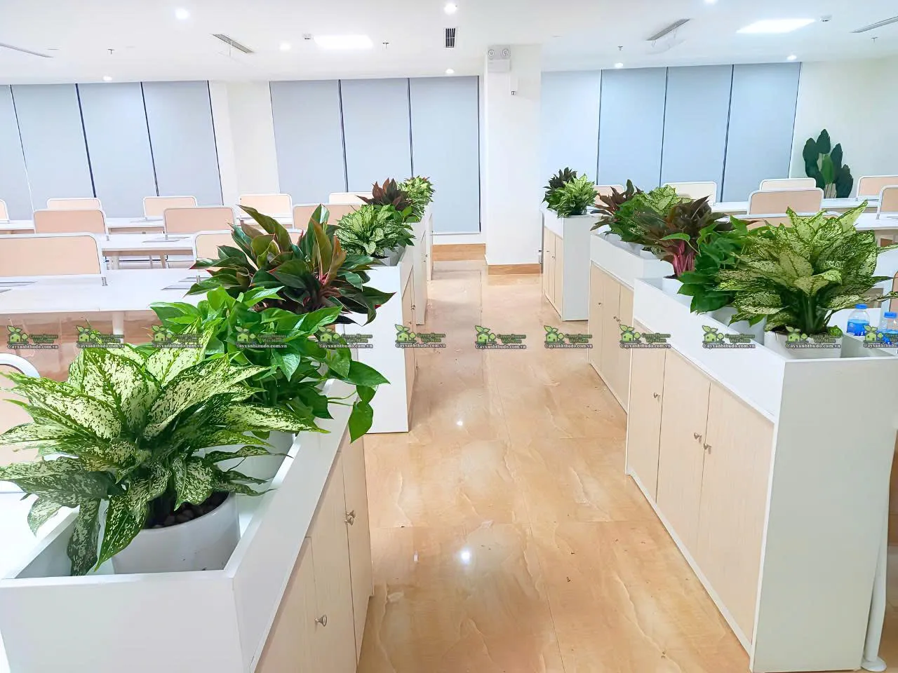 Dịch vụ cho thuê cây cảnh văn phòng _Green Homes