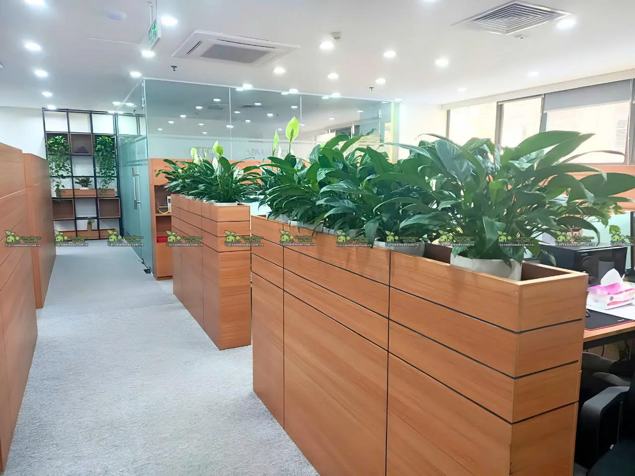 Dịch vụ cho thuê cây cảnh xanh văn phòng tại Hà Nội _Green Homes