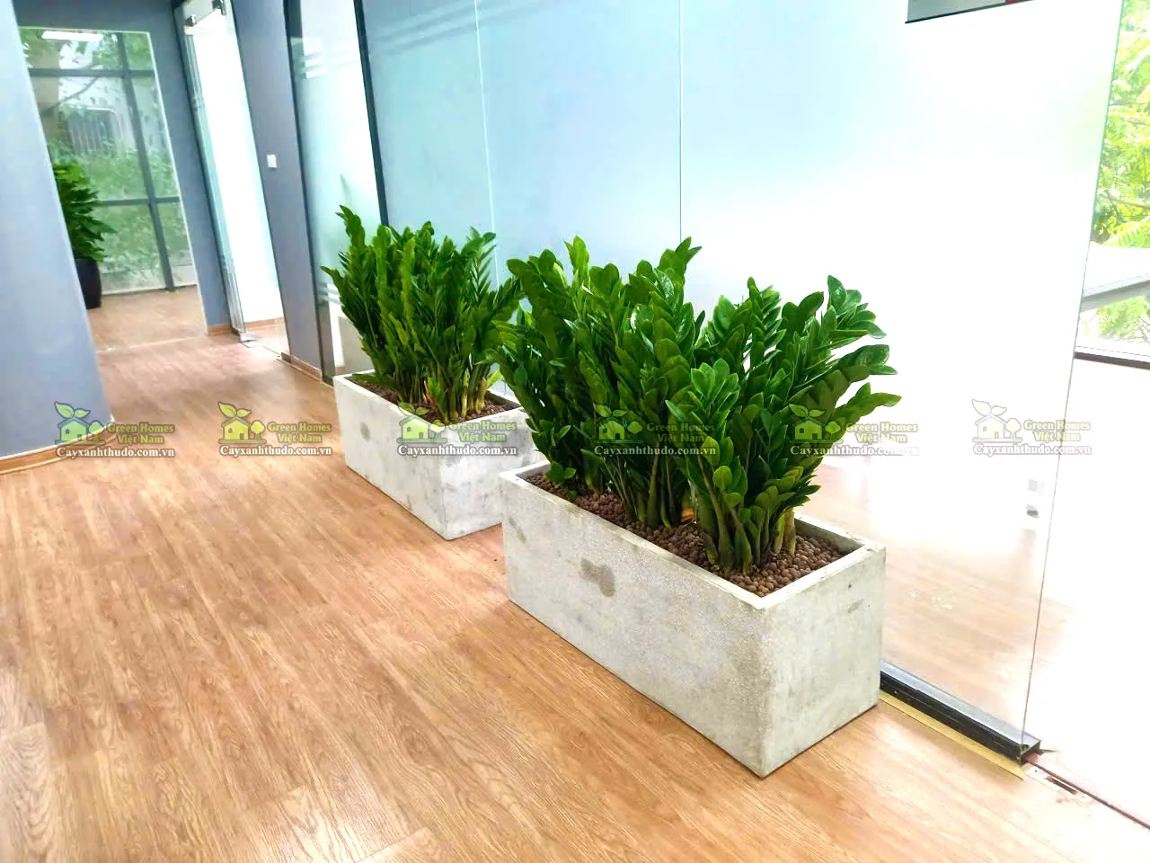 Dịch vụ cho thuê cây xanh văn phòng tại Hà Nội _Green Homes
