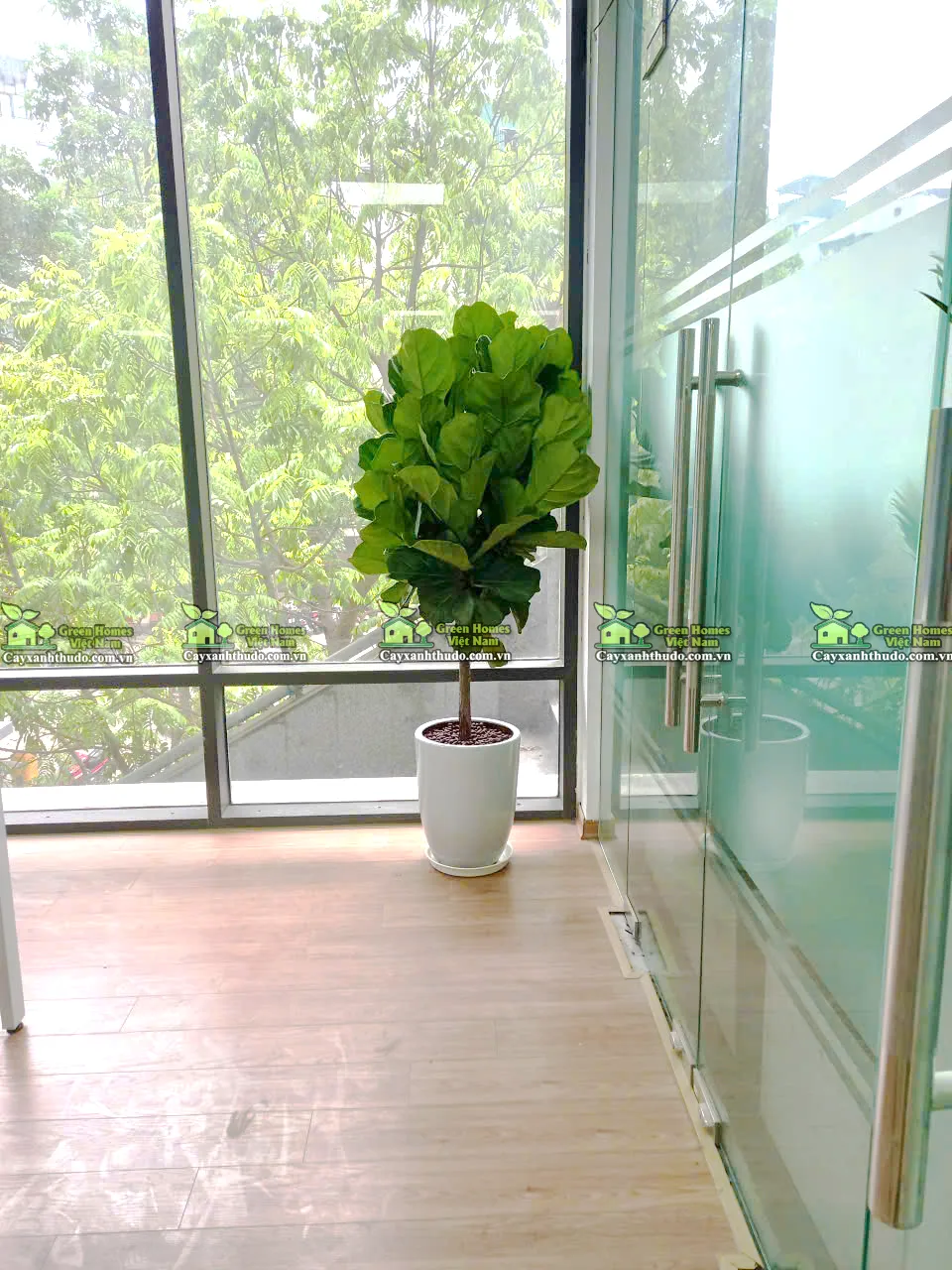 Dịch vụ cho thuê cây cảnh văn phòng tại Hà Nội _Green Homes