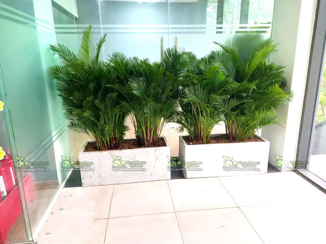 cho thuê cây xanh _Green Homes