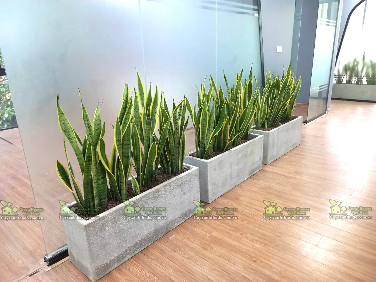 Cho thuê cây cảnh văn phòng tại Hà Nội _Green Homes