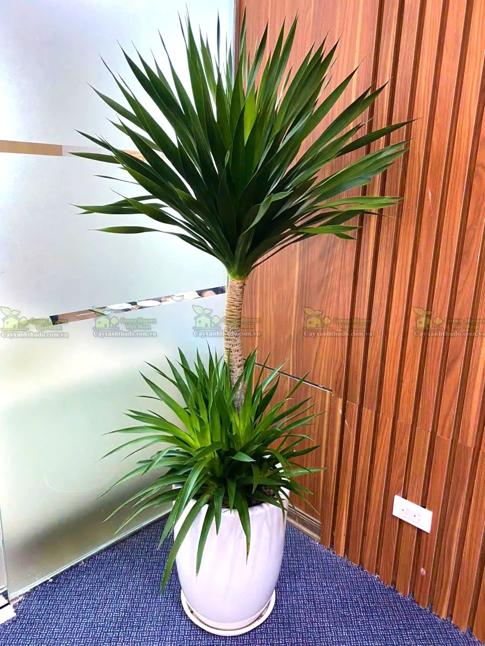 cho thuê cây cảnh văn phòng tại hà nội _Green Homes