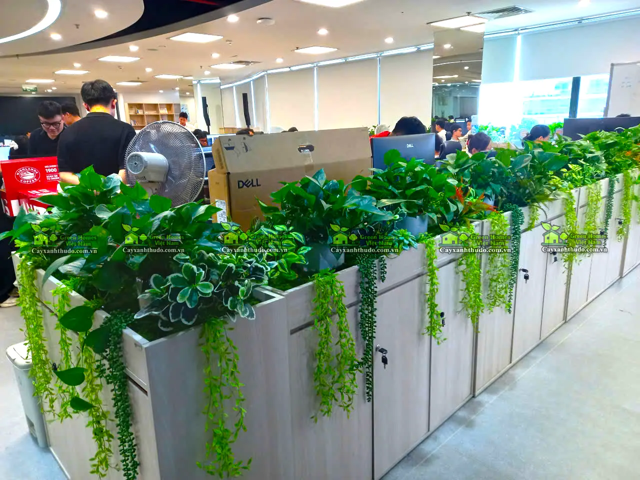 Cho thuê cây văn phòng _Green Homes