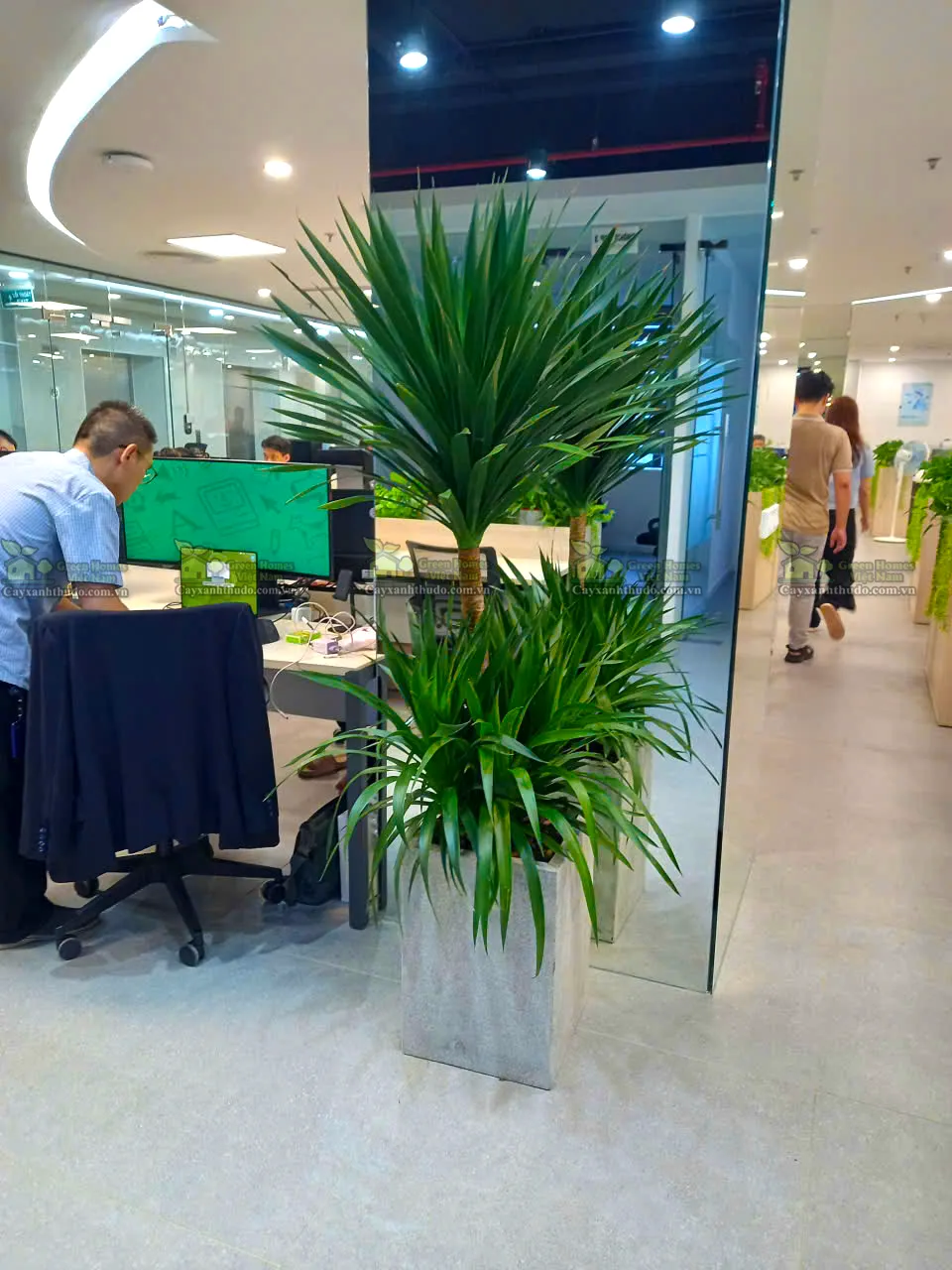 Cho thuê cây cảnh văn phòng tại Hà Nội _Green Homes