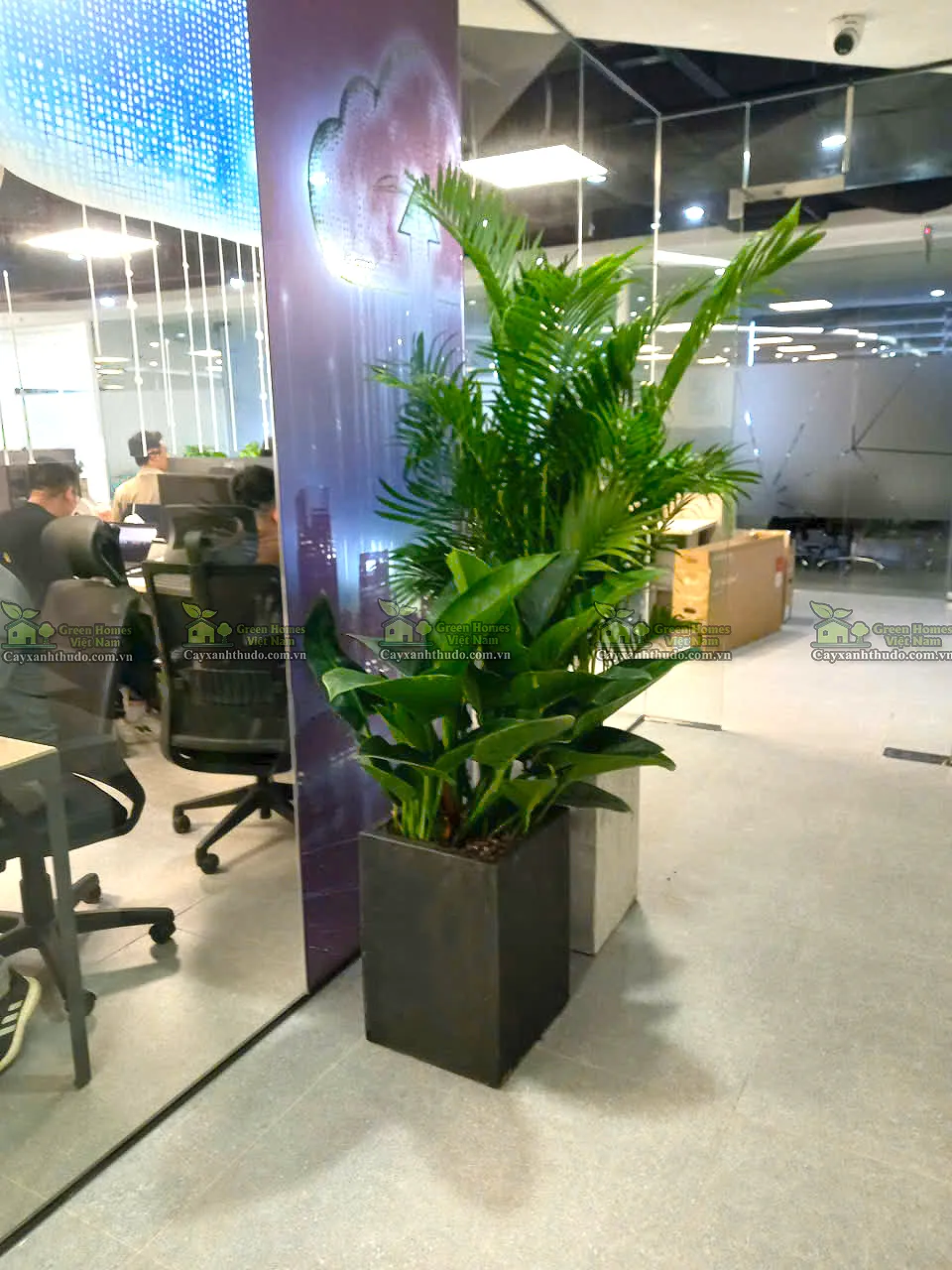 Green Homes cho thuê cây xanh văn phòng Hà Nội