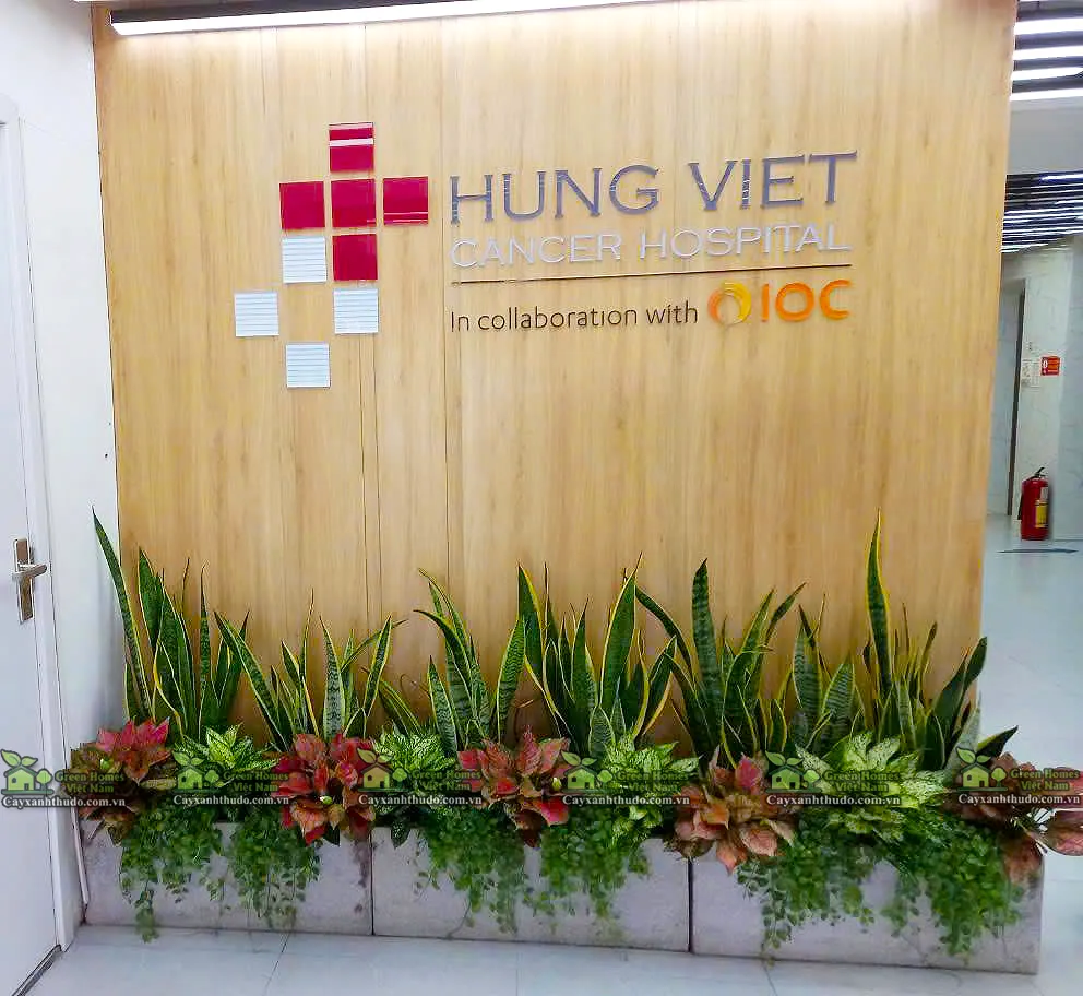 Green Homes thiết kế công trình cây xanh văn phòng cho công ty Hưng Việt 