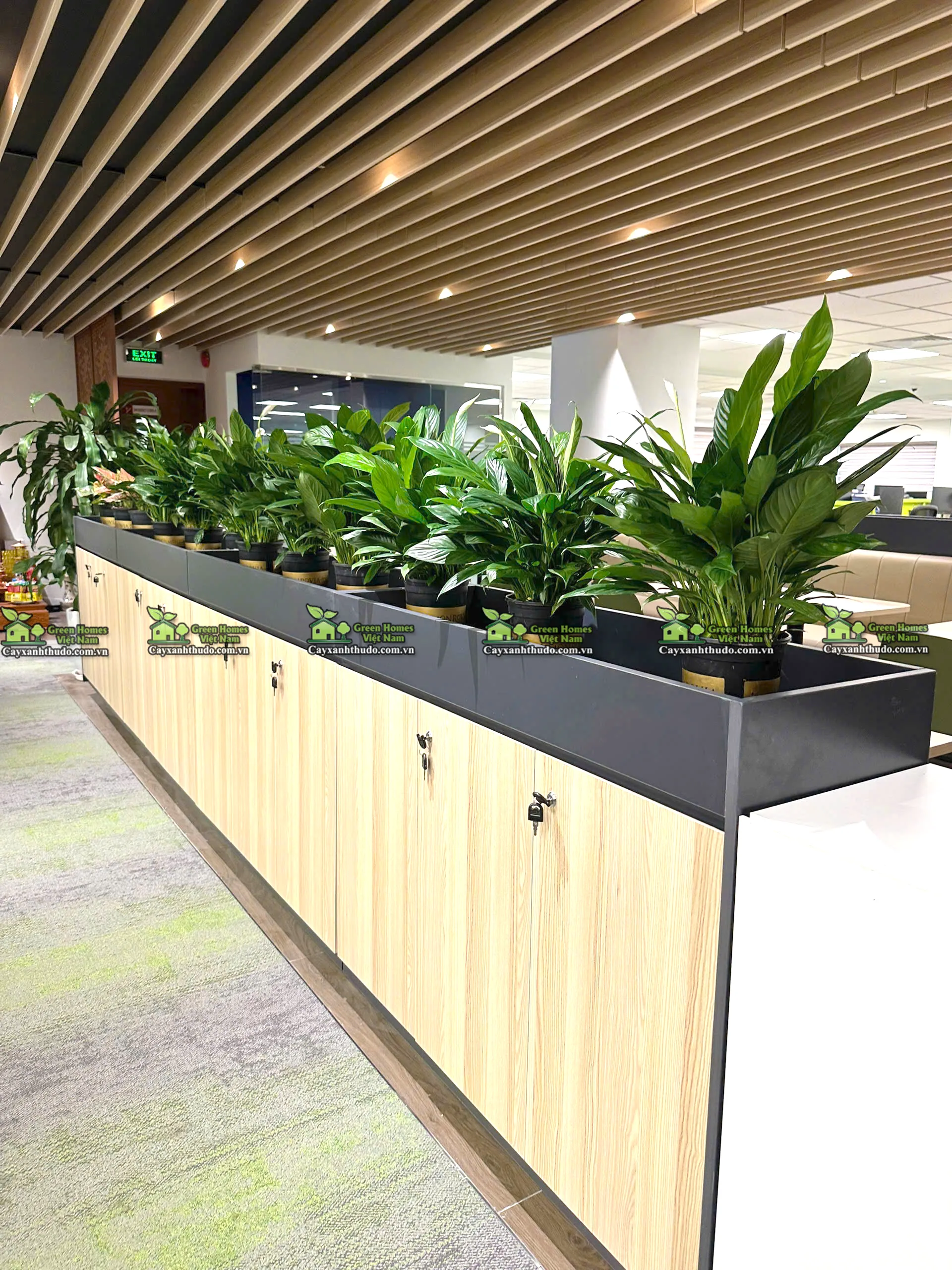 Khách hàng Green Homes thuê cây cảnh văn phòng tại Hà Nội