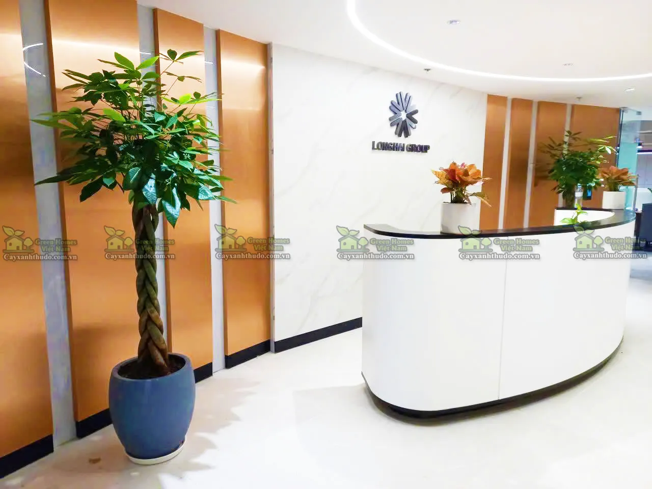 Cây kim ngân tết sam là loài cây nội thất văn phòng