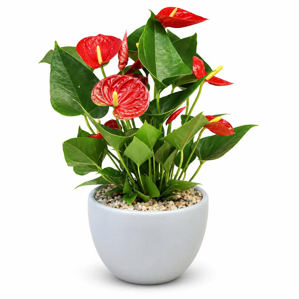 Mệnh Hỏa Hợp Cây Gì Để Bàn Làm Việc? TOP 6 Cây Phong Thủy Thắp Sáng Vận Khí, Thăng Tiến Nhanh