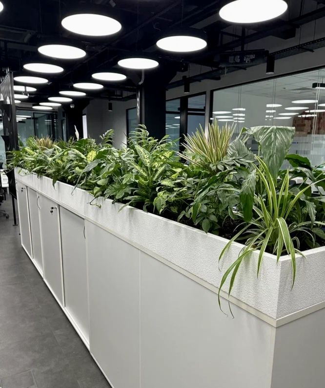 Thuê Cây Cảnh Văn Phòng Hà Nội: Bí Quyết Tối Ưu Không Gian Xanh & Tối Giản Chi Phí Cùng Green Homes