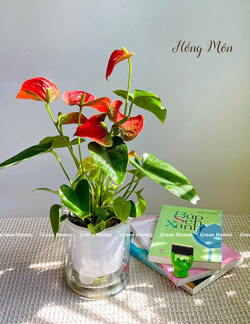 5 Loại cây thủy sinh văn phòng sang trọng, sạch sẽ cho bàn họp cao cấp