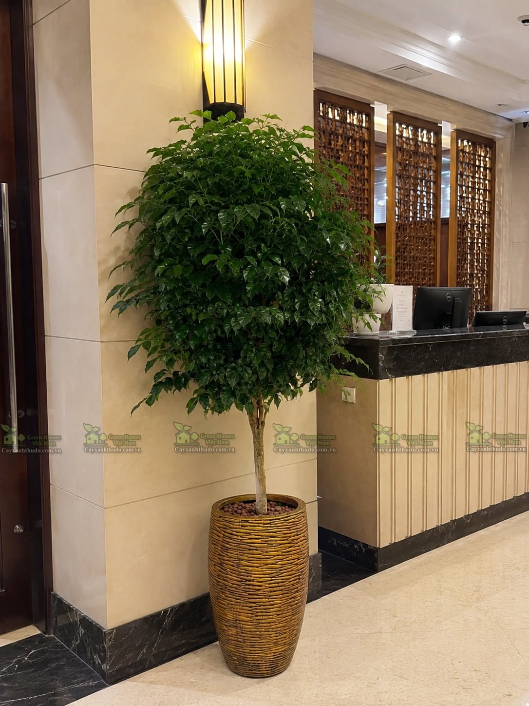 Thuê Cây Hạnh Phúc Văn Phòng Giá Tốt: Dịch Vụ Cây Cảnh Chuyên Nghiệp Green Homes