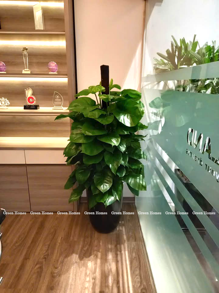 Đặt cây ở đâu trong nhà để vừa đẹp vừa thuận tiện chăm sóc?
