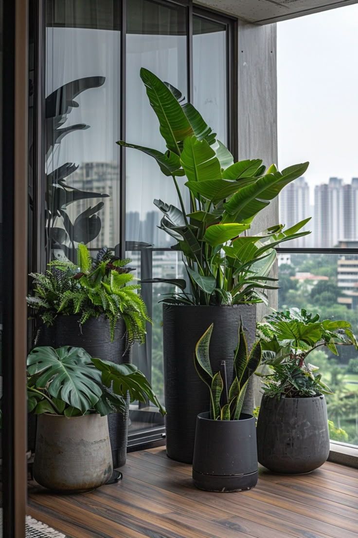 Cảnh Báo: 5 Loại Cây Cảnh Không Nên Đặt Trong Phòng Khách Để Tránh Hao Tài Tốn Của