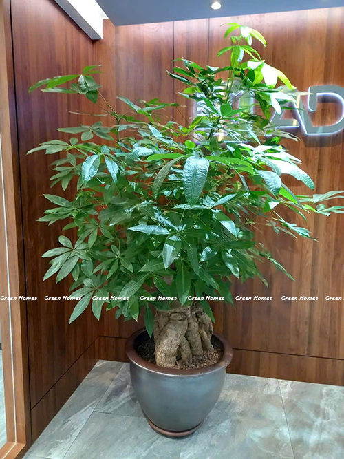 Bán cây xanh văn phòng:  Địa chỉ uy tín tại Hà Nội