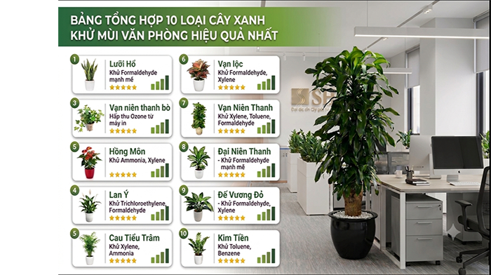 Bảng Tổng Hợp 10 Loại Cây Xanh Khử Mùi Văn Phòng Hiệu Quả Nhất