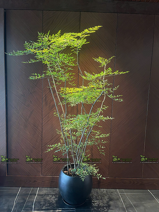 Cây Nam Thiên Trúc: Tuyệt Tác Phong Thủy Đẳng Cấp Cho Không Gian Văn Phòng Hiện Đại
