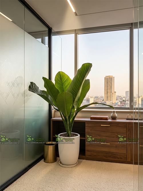 Dịch Vụ Thuê Cây Đại Phú Gia Cho Văn Phòng Mới: Khởi Đầu Thịnh Vượng, Vạn Sự Hanh Thông
