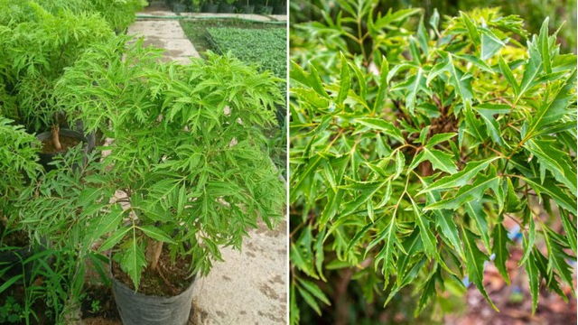 Trồng Cây Đinh Lăng Trước Nhà: Ý Nghĩa Phong Thủy Chiêu Tài Và Cách Chăm Sóc Chuẩn Nhất