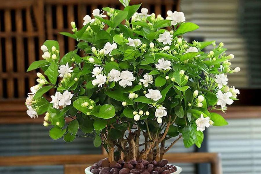 Top 3 Cây Cảnh May Mắn Nên Trồng Trước Tết: Rước Tài Lộc, Xua Đuổi Vận Xui 2026