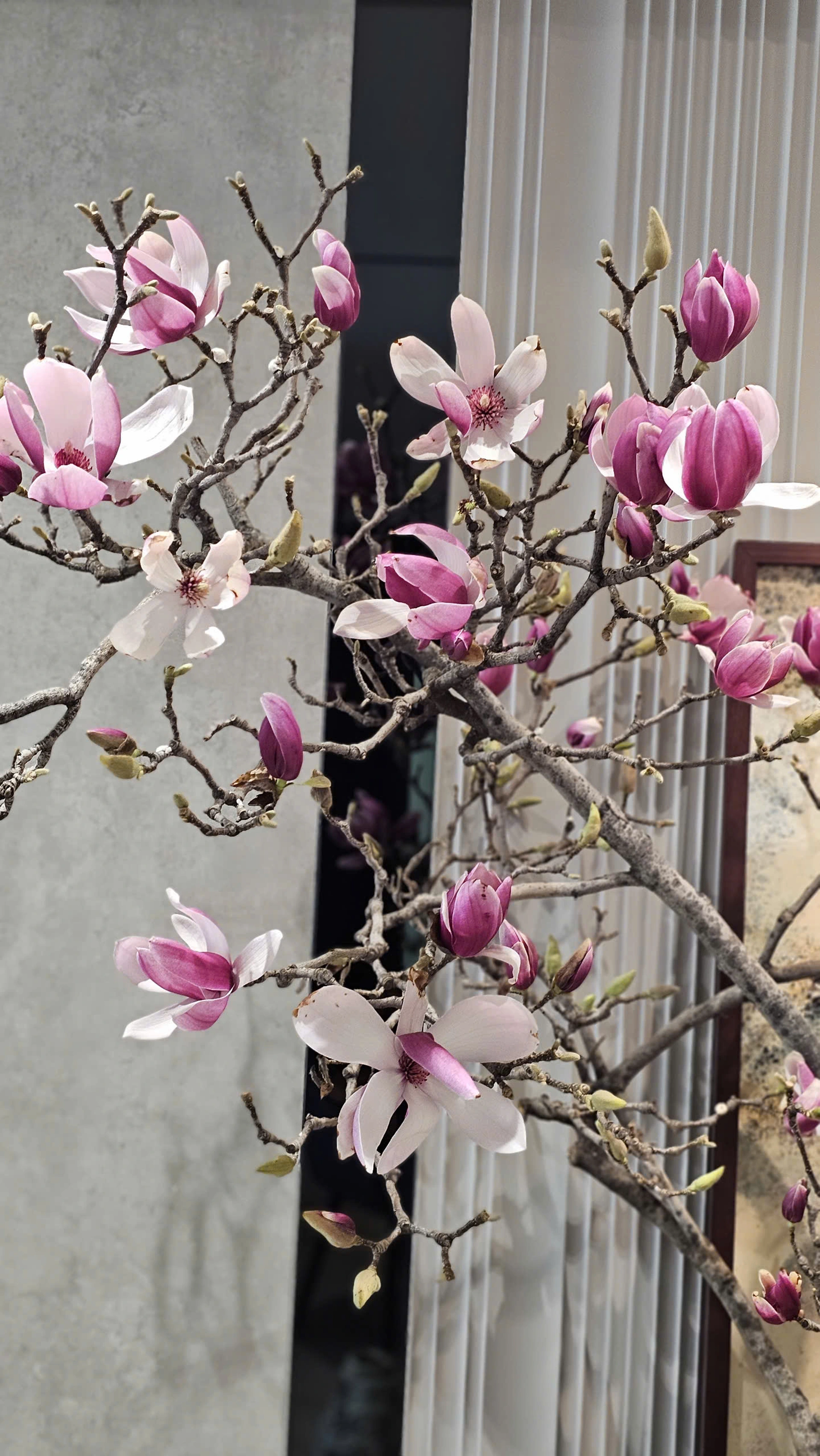 4 Loại Cây Cảnh "Báu Vật": Hoa Nở Như Mây, Tuổi Thọ Trăm Năm Giúp Trấn Trạch Và Giữ Lộc Cho Gia Đình