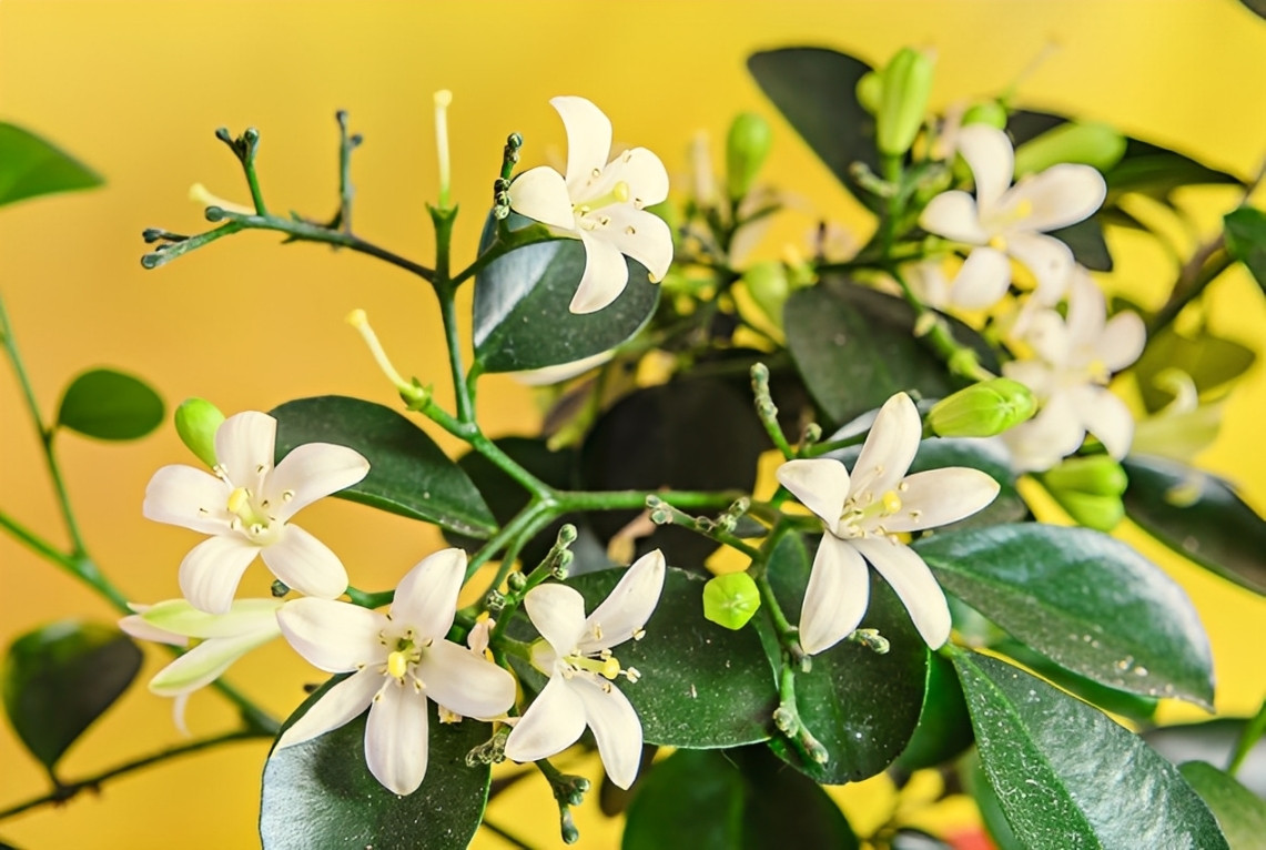 Hoa Nguyệt Quế: Loài Hoa "Vương Giả" Thơm Hơn Mộc Hương, Đẹp Hơn Hoa Nhai