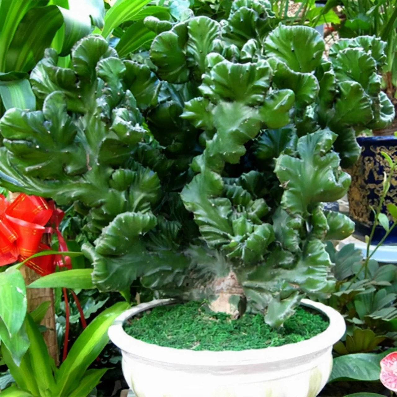 Cây Ngọc Kỳ Lân: "Lá Chắn" Trấn Trạch, Chiêu Tài Lộc Cực Mạnh Cho Gia Chủ