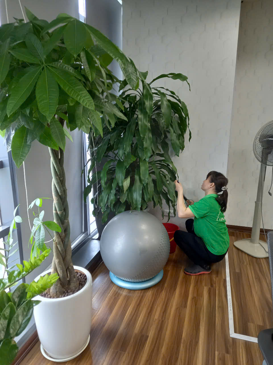 Cây kim tiền, kim ngân và phát tài khác nhau như thế nào