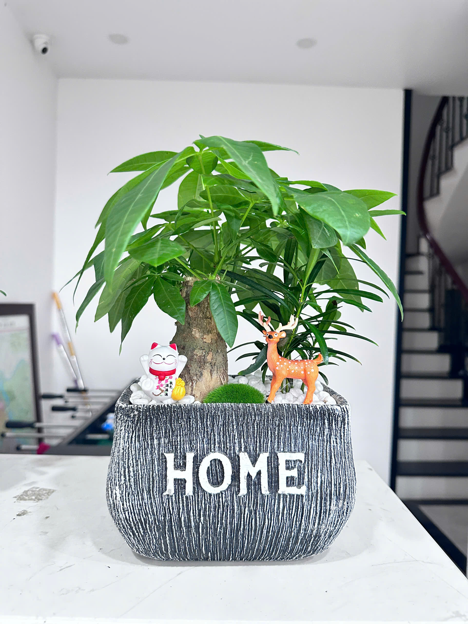 Báo Giá Cây Kim Ngân Để Bàn Văn Phòng Mới Nhất | Green Homes