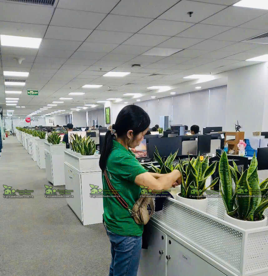 Tần suất tưới nước chuẩn cho cây cảnh trồng trong môi trường thiếu ánh sáng tự nhiên