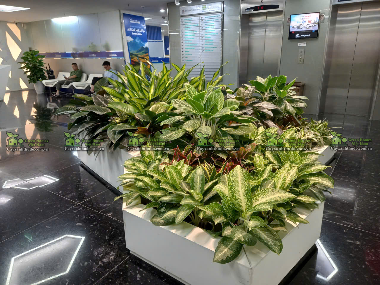 Bí Quyết Sở Hữu Những Loại Cây Phong Thủy "Hút Tài Lộc" Đẳng Cấp Nhưng Khó Chăm Sóc Tại Văn Phòng