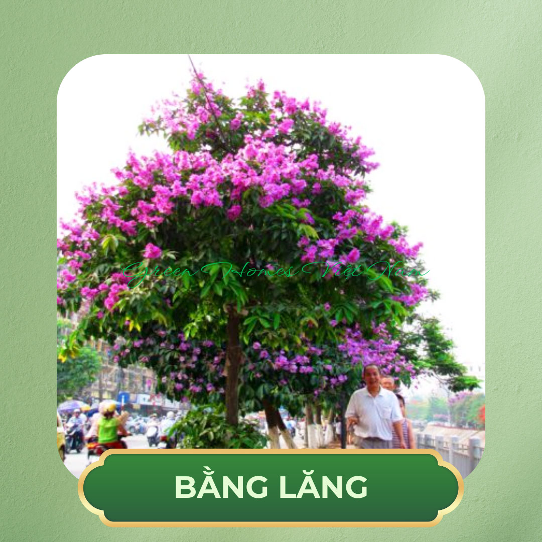 Cây Bằng Lăng