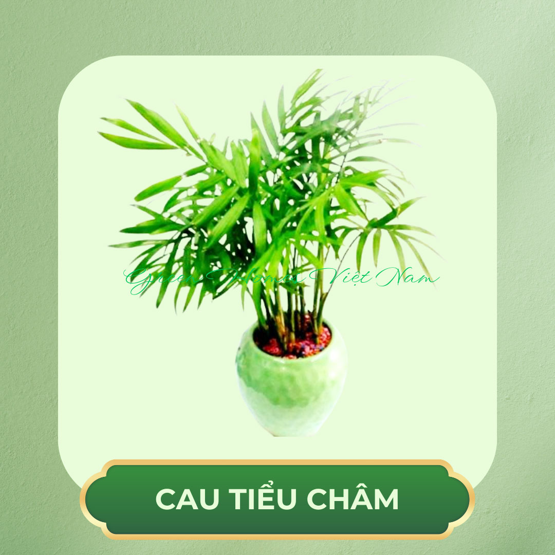 Cây Cau Tiểu Trâm