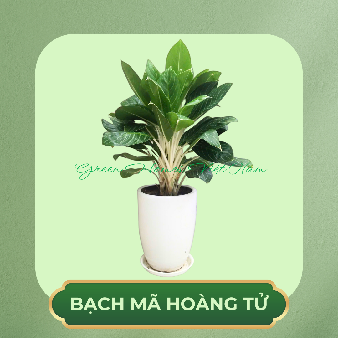 Cây Bạch Mã Hoàng Tử