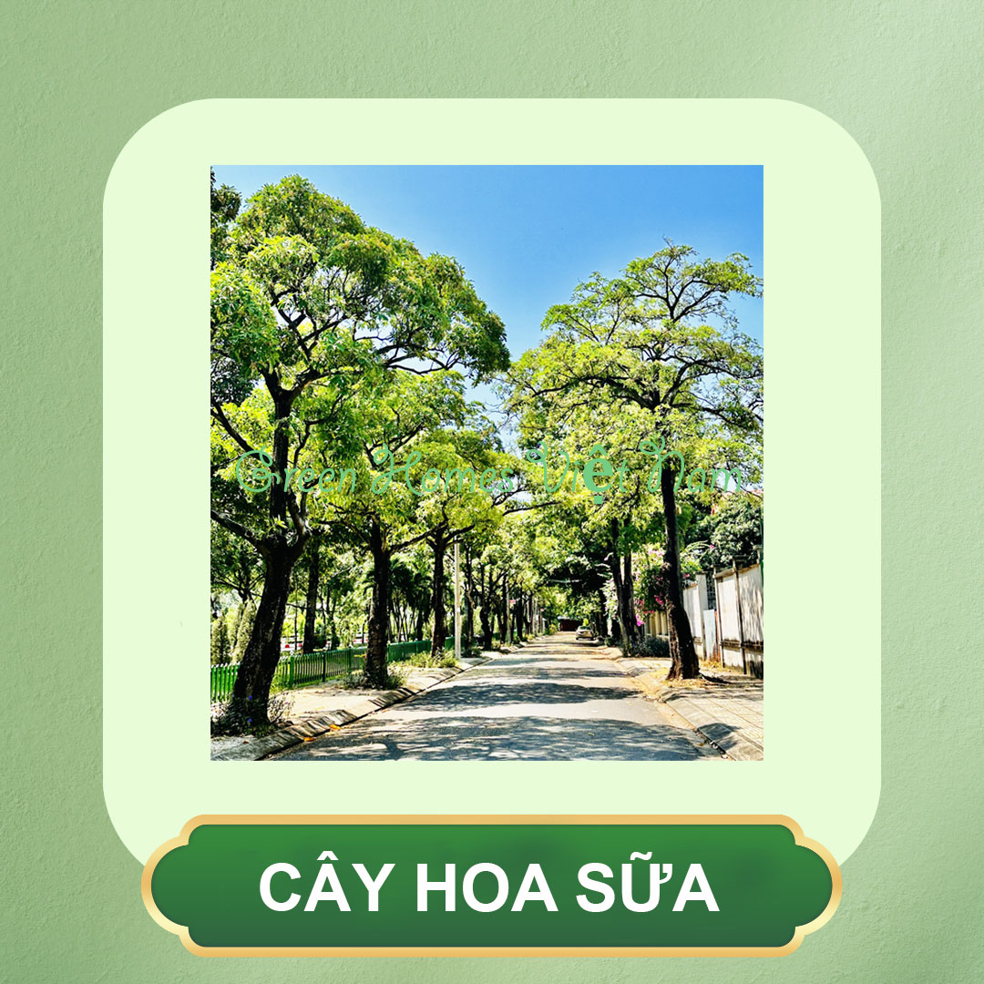 Cây Hoa Sữa