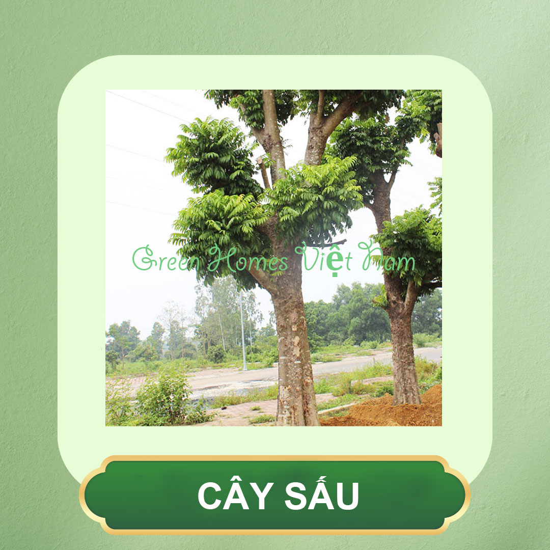 Cây Sấu