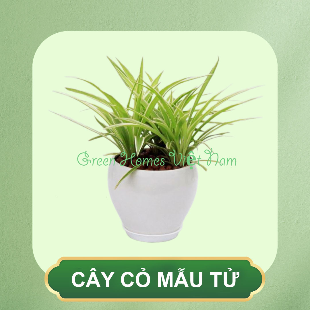 Chậu Cây Cỏ Mẫu Tử Mini