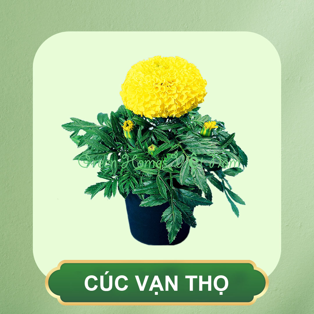 Cúc Vạn Thọ