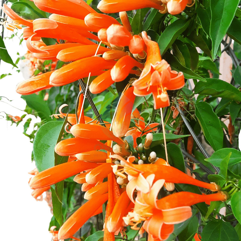 Hoa Lan Chùm Ớt