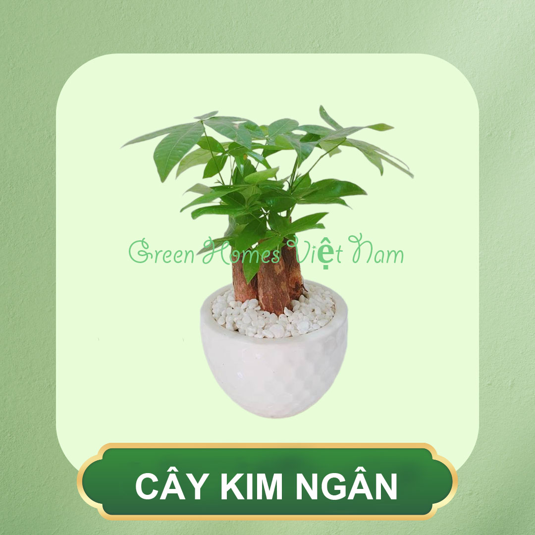 Cây Kim Ngân Để Bàn