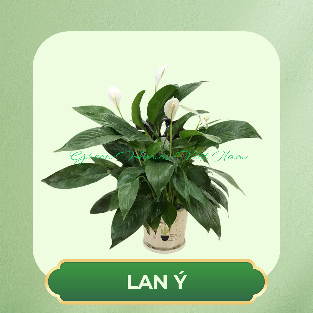 Cây Lan Ý