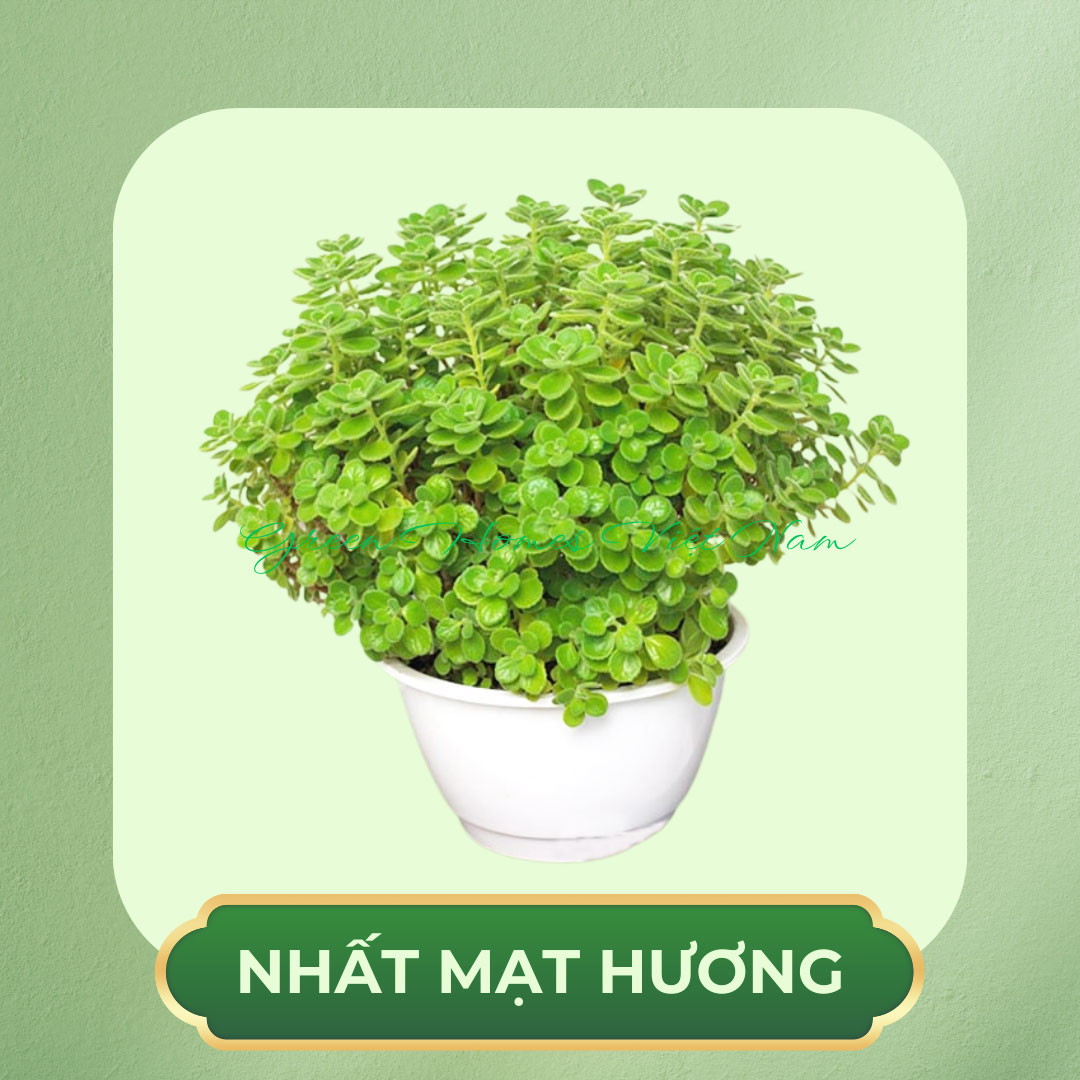 Cây Nhất Mạt Hương
