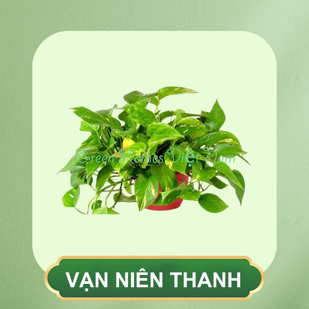 Vạn Niên Thanh Bò