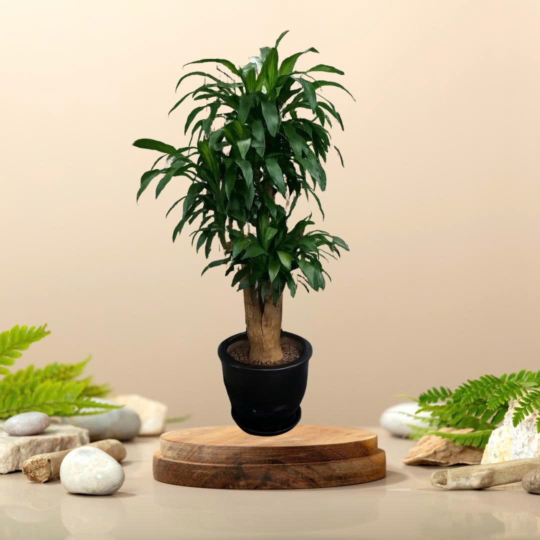 Cây Thiết Mộc Lan Gốc